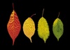 Fall leaves - thumbnail preview