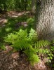 Fern in forest - thumbnail preview