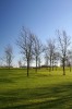 Kastrup trees I - thumbnail preview